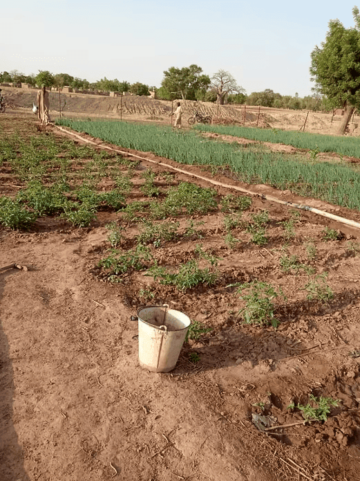 le potager de Zorbimba