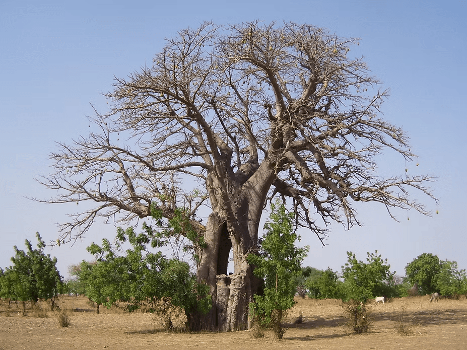 Le baobab de Sapaga